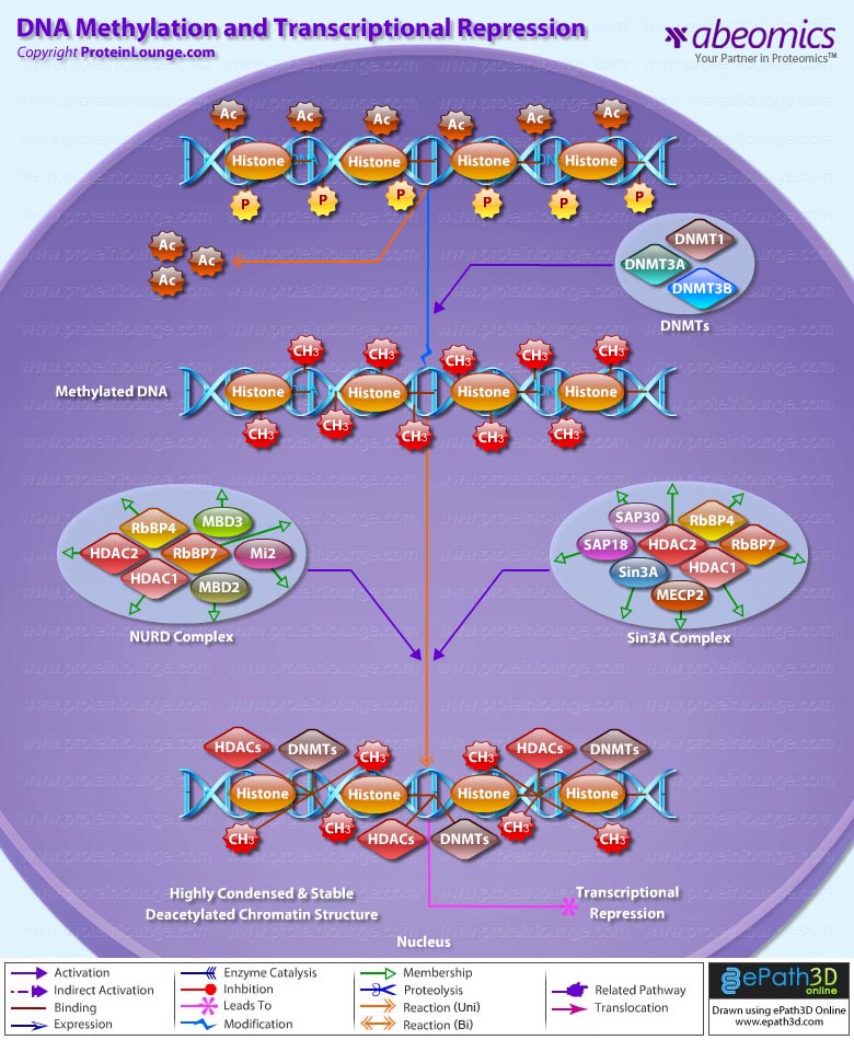 DNA Methylation And Transcriptional Repression